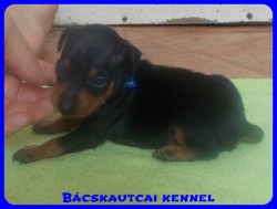 Bcskautcai Soma