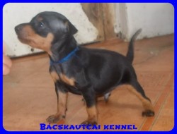 Bcskautcai Soma