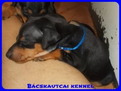 Bcskautcai Soma