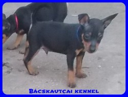 Bcskautcai Soma