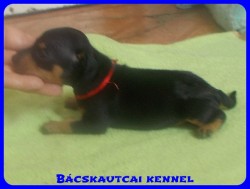 Bcskautcai Suzy