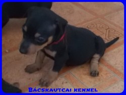 Bcskautcai Suzy