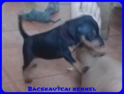 Bcskautcai Suzy