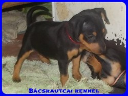 Bcskautcai Suzy