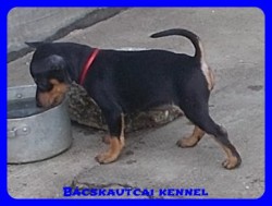 Bcskautcai Suzy