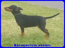 Bcskautcai Suzy