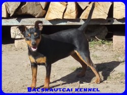 Bcskautcai Suzy