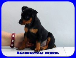 Bcskautcai Sentinel Conor
