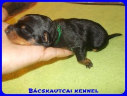 Bcskautcai Tas