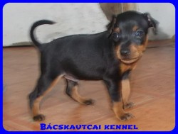 Bcskautcai Tas