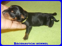 Bcskautcai Tico