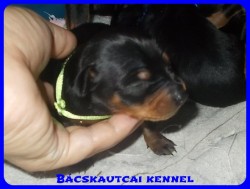 Bcskautcai Tico