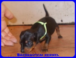 Bcskautcai Tico