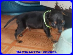 Bcskautcai Tico