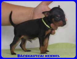 Bcskautcai Tico