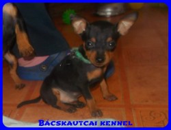 Bcskautcai Tico