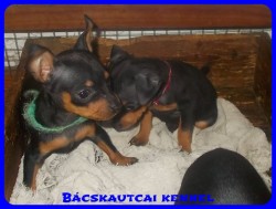 Bcskautcai Tico