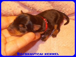 Bcskautcai Trudy
