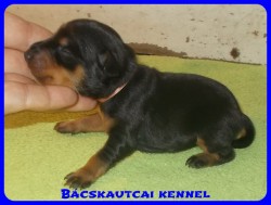 Bcskautcai Trudy