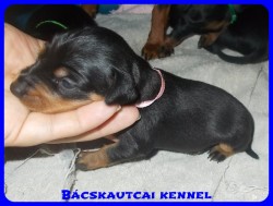 Bcskautcai Trudy