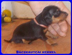 Bcskautcai Trudy