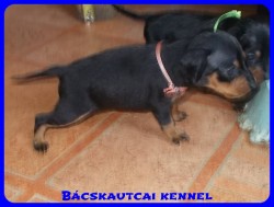 Bcskautcai Trudy