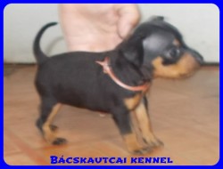 Bcskautcai Trudy