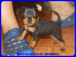 Bcskautcai Trudy