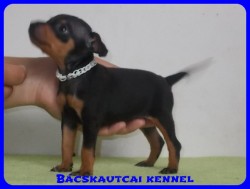 Bcskautcai Trudy