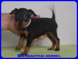 Bcskautcai Trudy