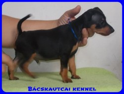 Bcskautcai Turbo