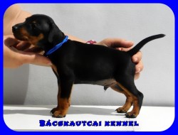 Bcskautcai Taylor Arthur