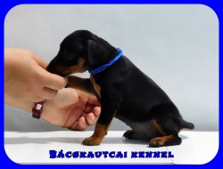 Bcskautcai Taylor Arthur