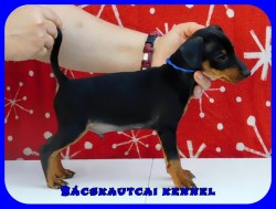 Bcskautcai Taylor Arthur