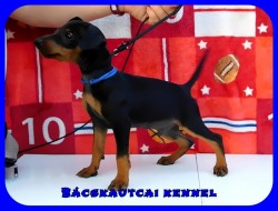 Bcskautcai Taylor Arthur