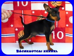 Bcskautcai Taylor Arthur