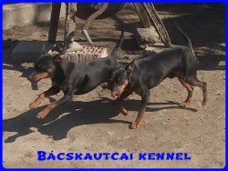 Bcskautcai rfi