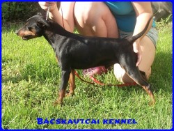 Bcskautcai rfi