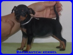 Bcskautcai Ulrika