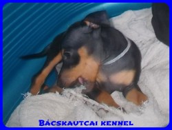 Bcskautcai Ulrika