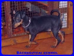 Bcskautcai Ulrika