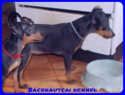 Bcskautcai Ulrika