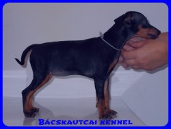 Bcskautcai Ulrika