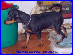 Bcskautcai Ulrika