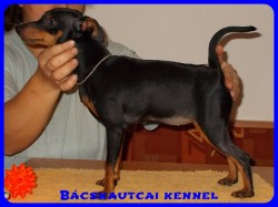 Bcskautcai Ulrika