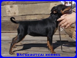 Bcskautcai Ulrika