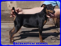 Bcskautcai Ulrika