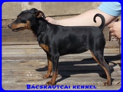 Bcskautcai Ulrika