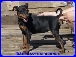 Bcskautcai Ulrika