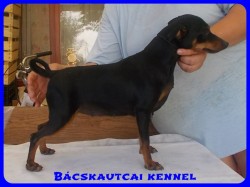 Bcskautcai Ulrika